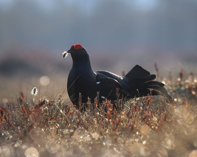 тетерев, ток, токование, птицы, фотоптиц, природа, весна, болото, лес, бердинг, бердвотчинг, фотоохота, birding, black grouse, countership display, birdwatching, wildlife Тетерев на токуphoto preview