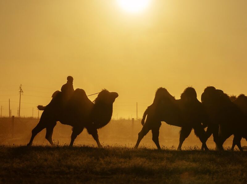 Mongolian camel winter festival Mongolian camel winter festivalphoto preview