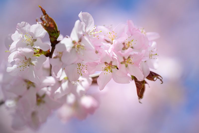 Сакура цветётphoto preview