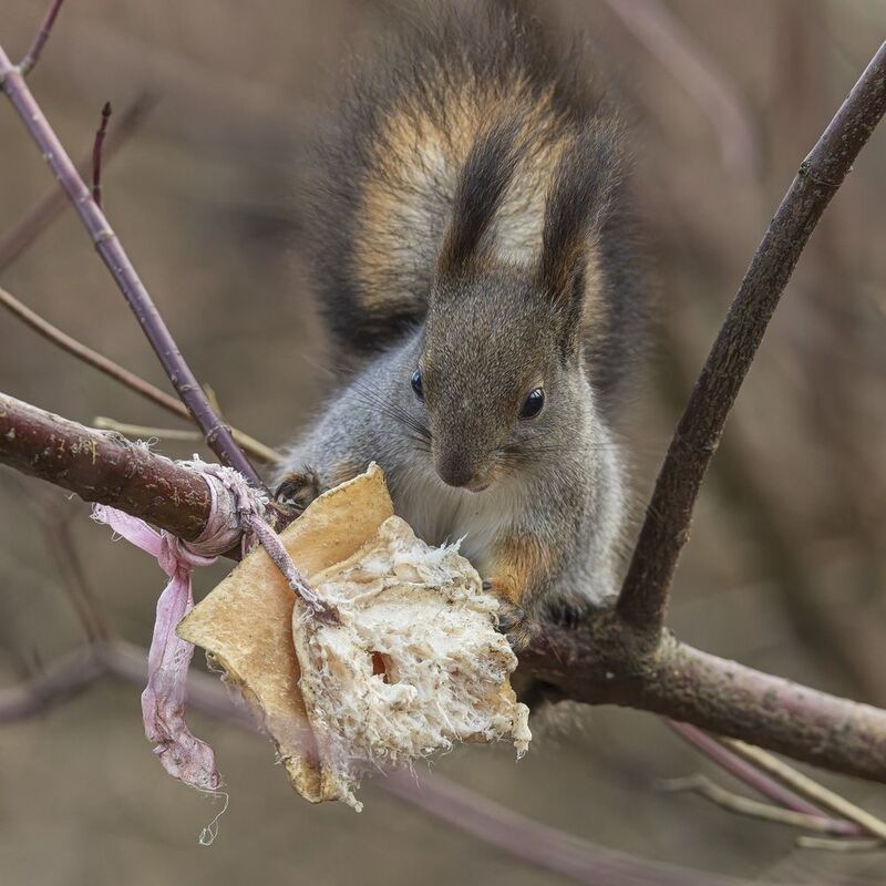 белка Белка-салоедphoto preview