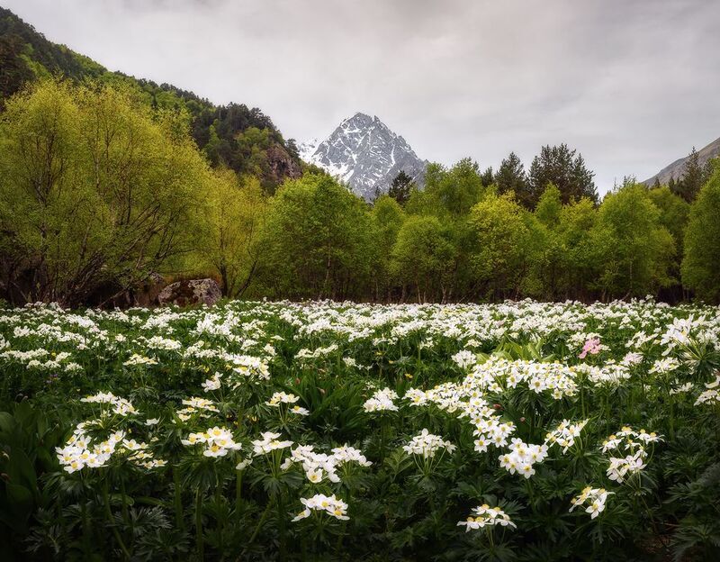 кавказ, кабардино-балкария, горы,  чегем, чегемское ущелье, кбр, цветы, горные цветы, цветение Весна горнаяphoto preview