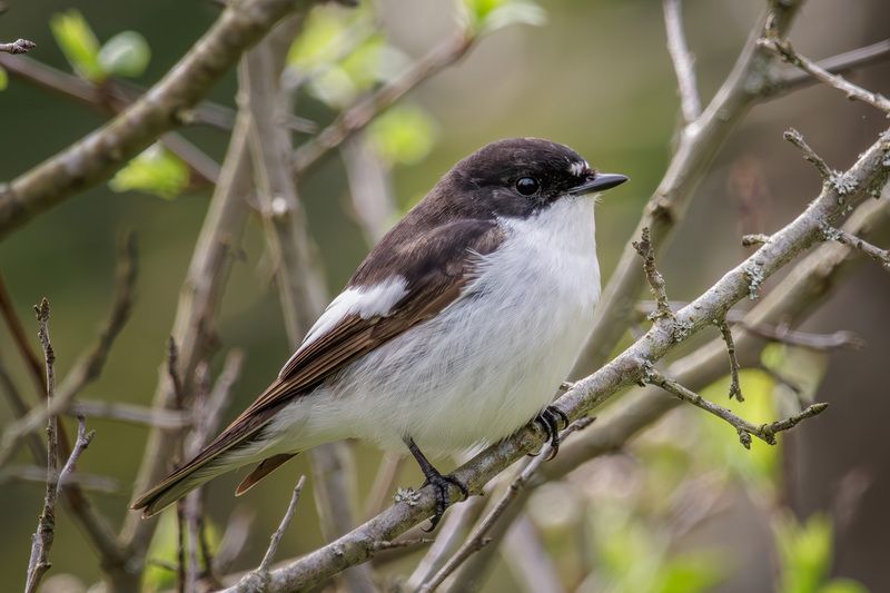 мухоловка-пеструшка, мухоловка, пеструшка Мухоловка-пеструшкаphoto preview
