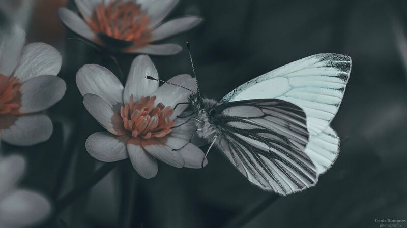 природа, весна, макро, macro, butterfly, бабочка ***photo preview
