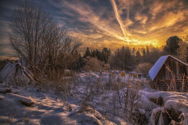 apiary in winterphoto preview