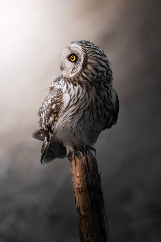 To the light.photo preview