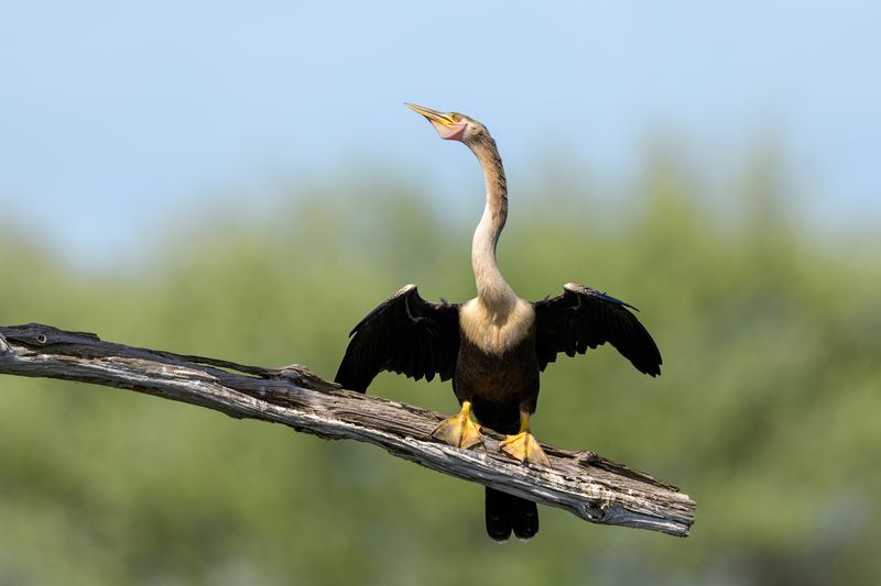 птица, фотоохота, змеешейка, природа, фауна Змеешейкаphoto preview