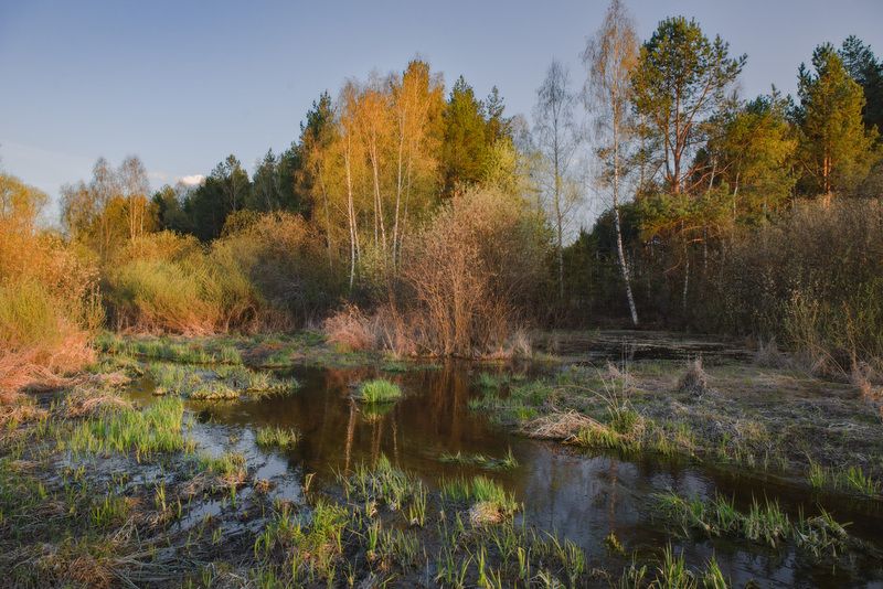 апрель вечер суходол цветение тальник серково Апрельский вечер.photo preview