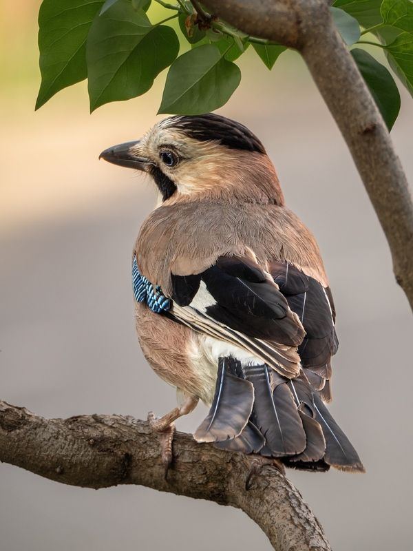 наблюдения за птицами, сойка кавказский подвид, сойка кавказская, сойка, птицы, портреты птиц, эмоции, весна, весна2025 Сойкаphoto preview