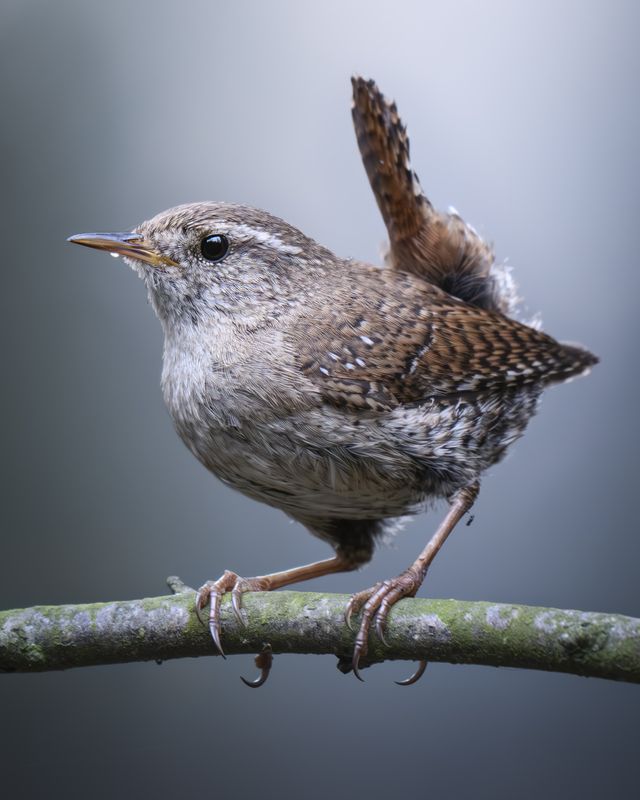 Крапивник (Troglodytes troglodytes) photo preview