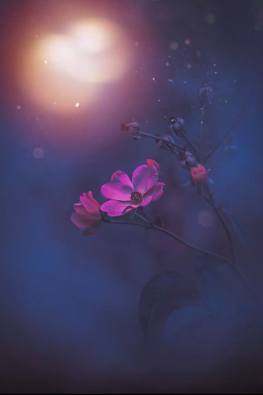 макро, macro, цветы, flower Шиповникphoto preview