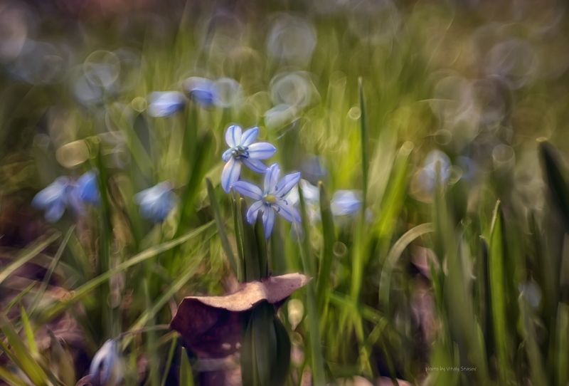 гелиос, гелиос 44-2, макро, боке, природа, сад, цветы, helios 44-2 Первоцветы.. Сила весны.photo preview