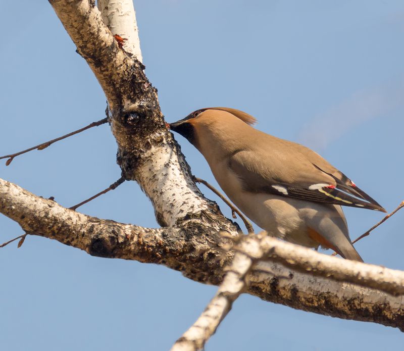 птица, свиристель, берёзовыйсок, весна, Берёзовый сок пьют свиристели. (4 ФОТО)photo preview