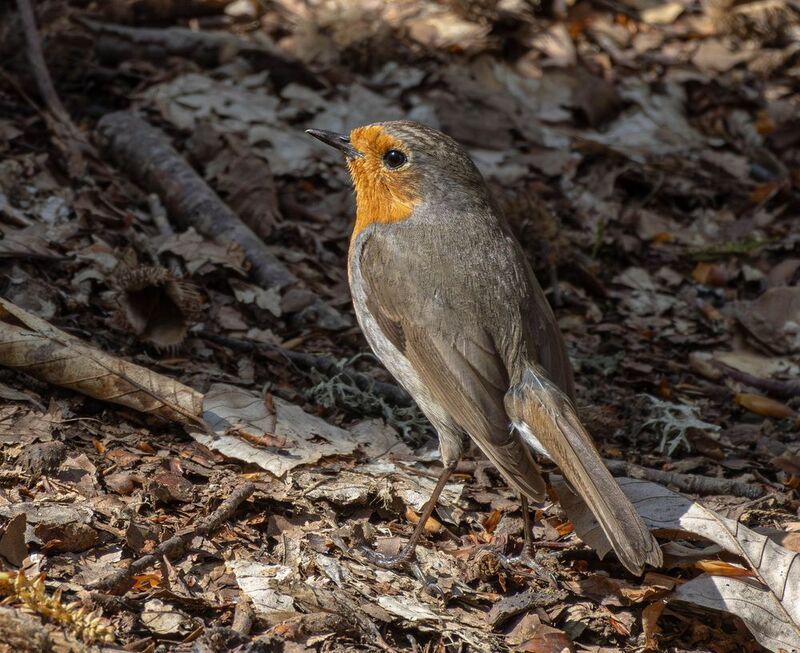 Малиновка фото превью
