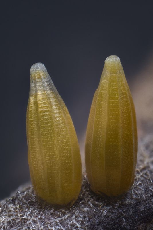 Golden eggsphoto preview