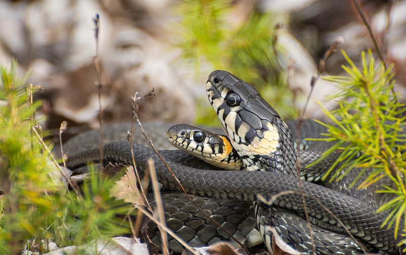 Ужиные обнимашки :)photo preview