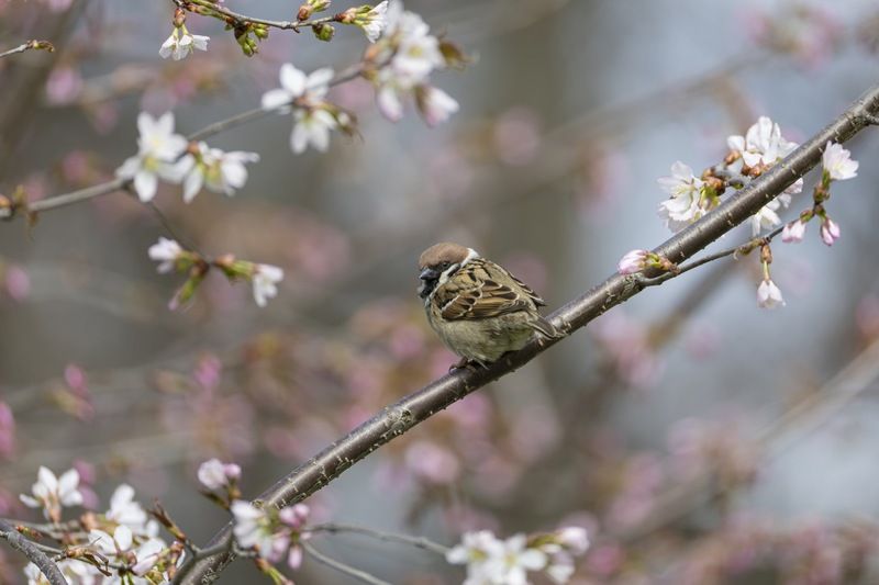 сакура, весна, воробей Цветение сакурыphoto preview