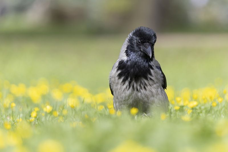 птицы, ворона Веснаphoto preview