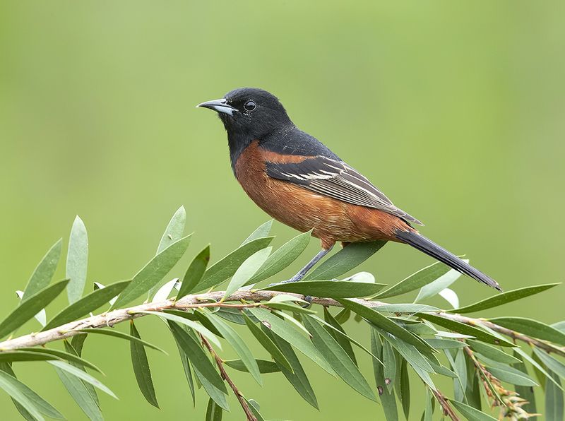 садовый трупиал, orchard oriole, oriole, весна,spring Orchard Oriole - Cадовый цветной трупиал или Иволгаphoto preview