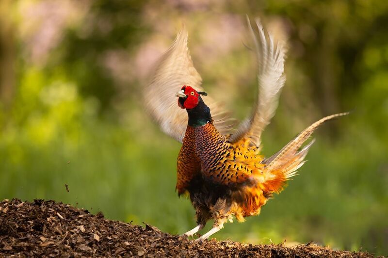 Pheasantphoto preview