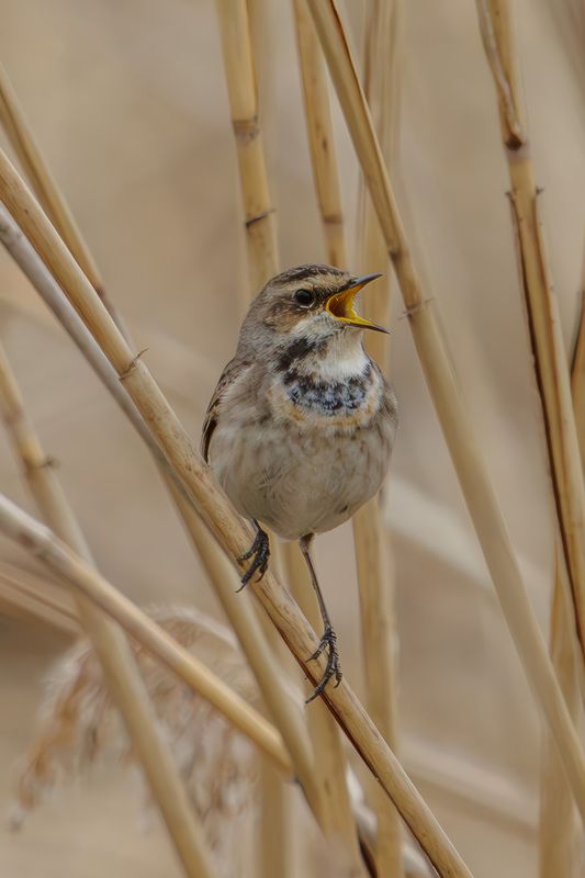варакуша Варакушаphoto preview