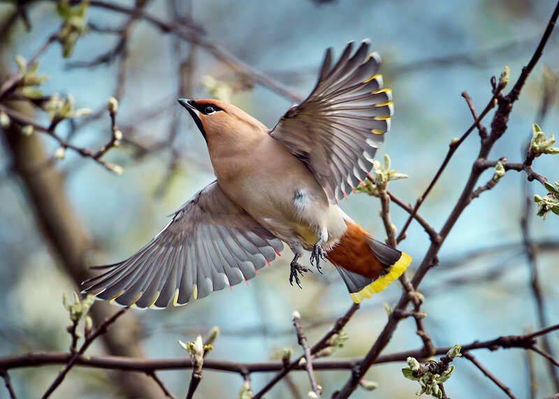 свиристель птица в полете Свиристельphoto preview