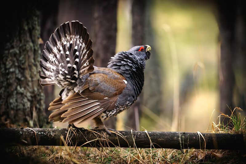 Глухарь, глухариный ток, Южный Урал Картинки с глухариного тока фото превью