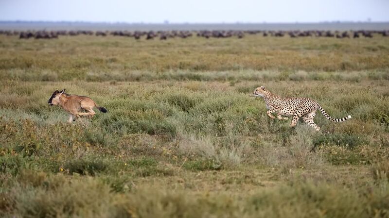 История одной охотыphoto preview