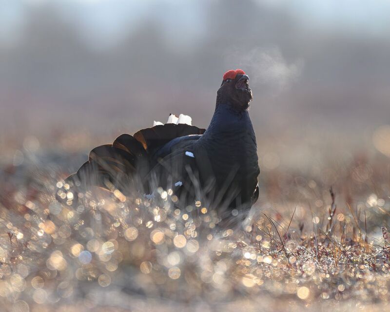 тетерев, ток, токование, птицы, фотоптиц, природа, весна, болото, лес, бердинг, бердвотчинг, фотоохота, birding, black grouse, countership display, birdwatching, wildlife Тетерев на токуphoto preview
