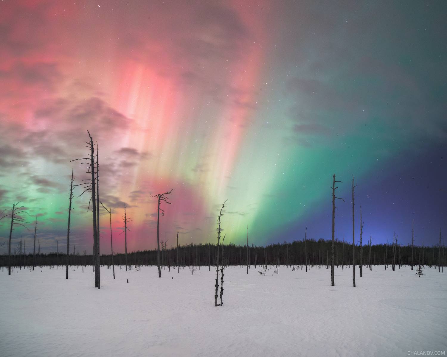 пейзаж, северное сияние, аврора, весна, снег, болото, деревья, звезды, Иван Чаланов
