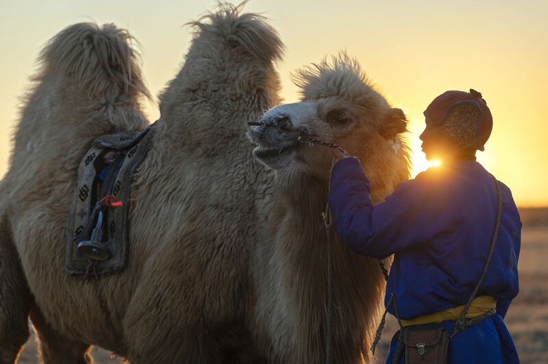 Mongolian camel winter festival Mongolian camel winter festivalphoto preview