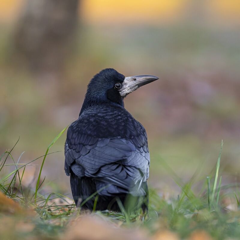 грач, птицы, осень Грачphoto preview