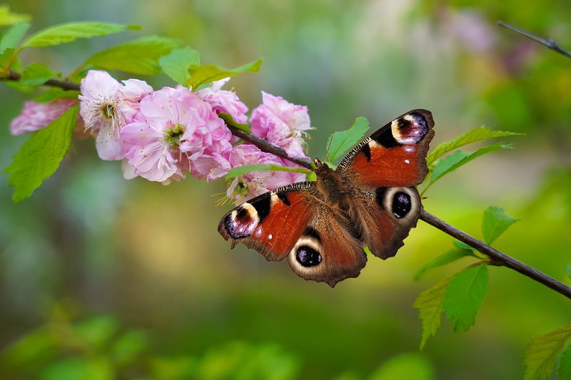 Павлиний глазphoto preview