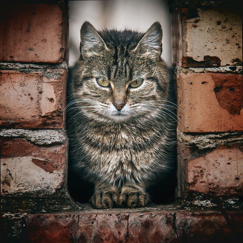 Сова каменных джунглейphoto preview