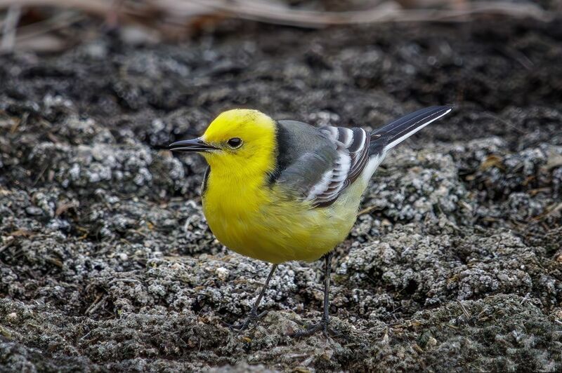 желтоголовая трясогузка Желтоголовая трясогузкаphoto preview