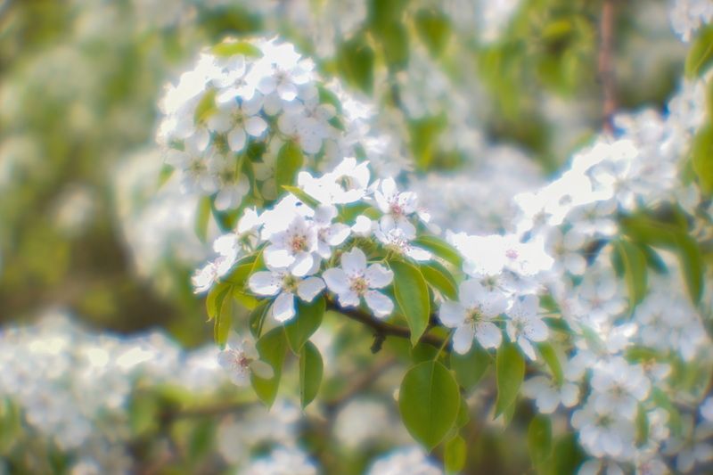 *******photo preview