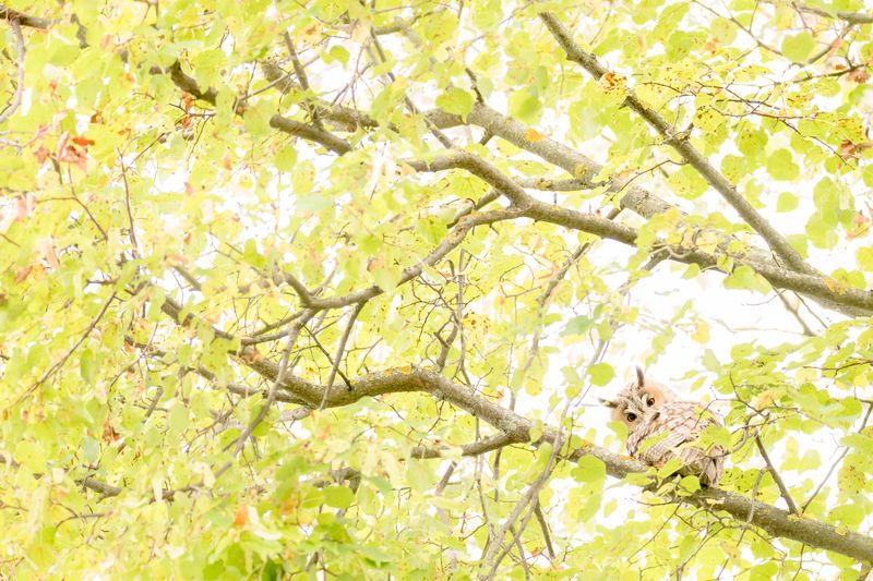 ушастая сова, липа Гляделкиphoto preview