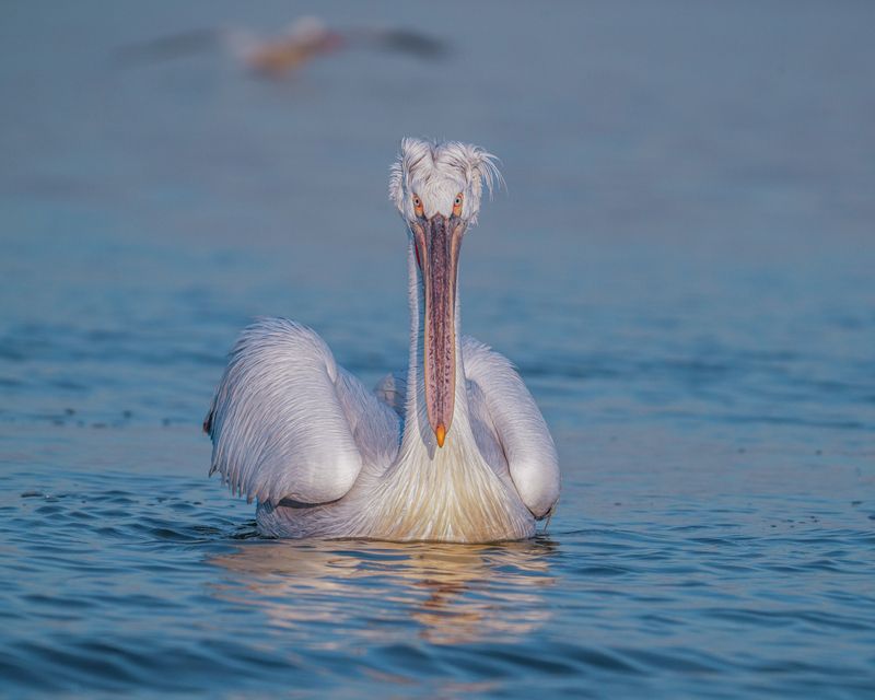 далматинский, пеликан, кудрявый, пеликан, птицы, dalmatian, pelican, birds Далматинецphoto preview