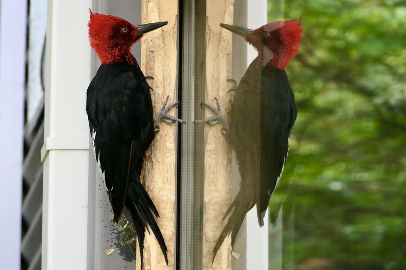 Магелланов дятел, Птицы, Чили, Окно, Животные, Birds, Woodpecker, Chile,  Нарцисс... или Это я, такой красивый?!photo preview