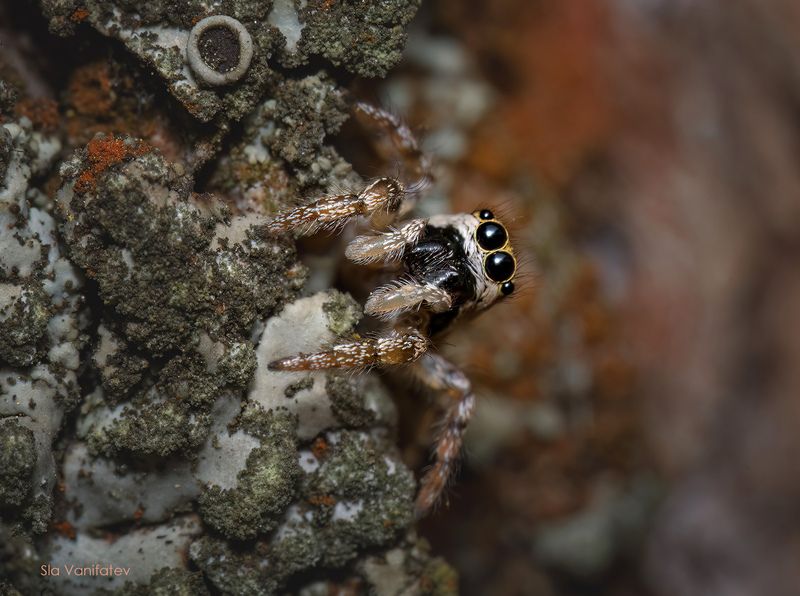 Скакунphoto preview