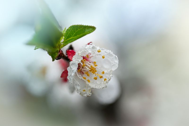 Абрикосphoto preview