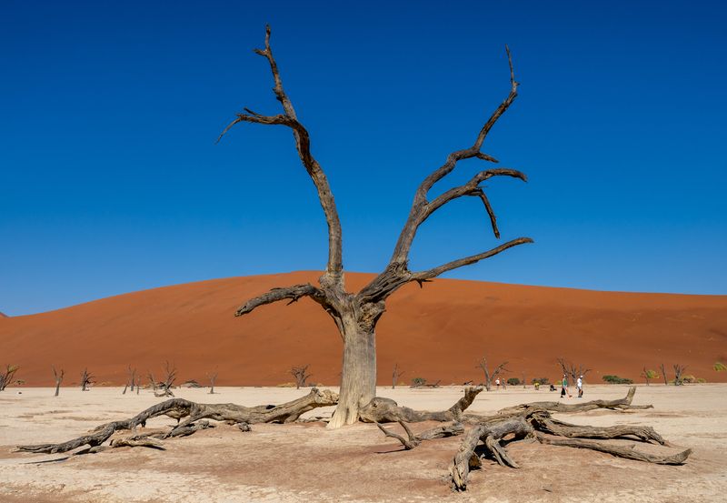 пустыня каменный лесphoto preview