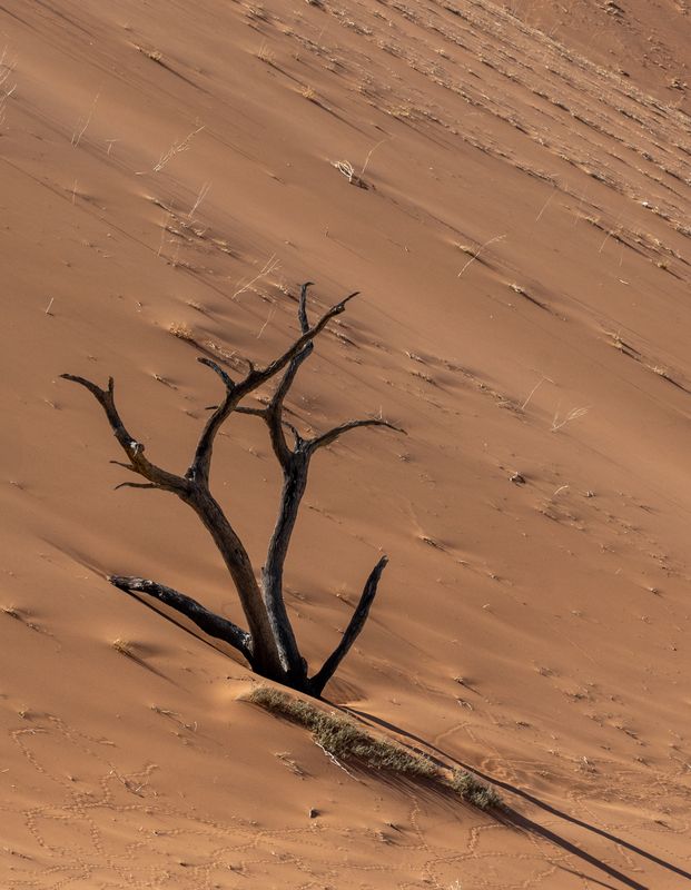 пустыня Каменный лесphoto preview