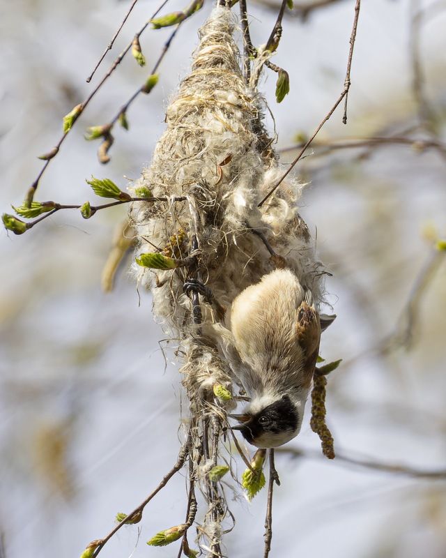ремез, гнездо, весна, птицы Маленький строительphoto preview