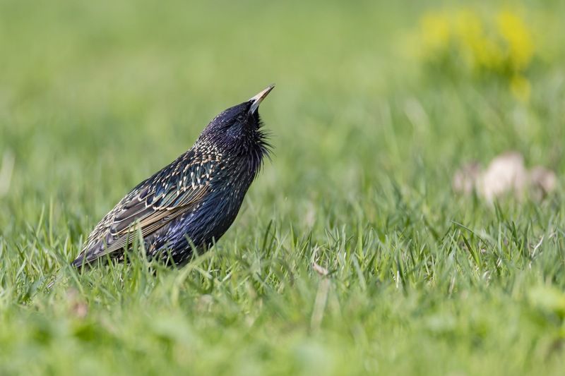 скворец, весна, птицы Весеннее скворчаниеphoto preview