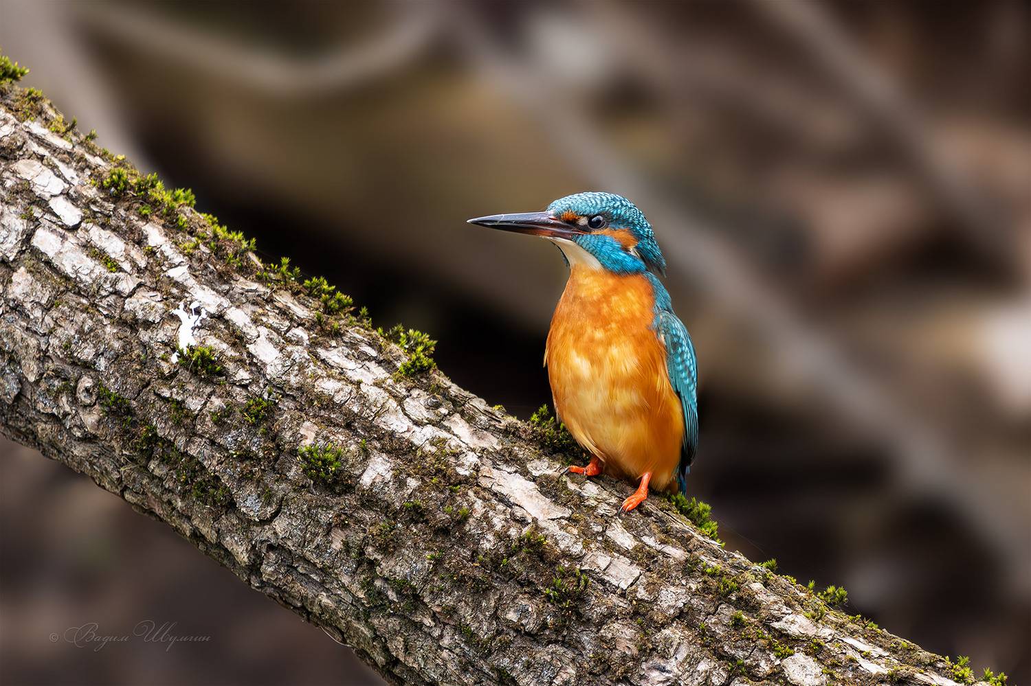 В ожидании суженного. Автор: Шульгин Вадим зимородок, Шульгин Вадим