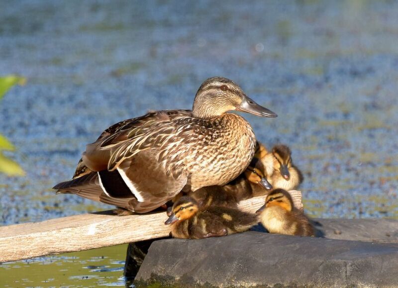 Дружная семейкаphoto preview