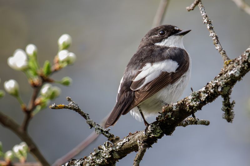 мухоловка-пеструшка Мухоловка-пеструшкаphoto preview