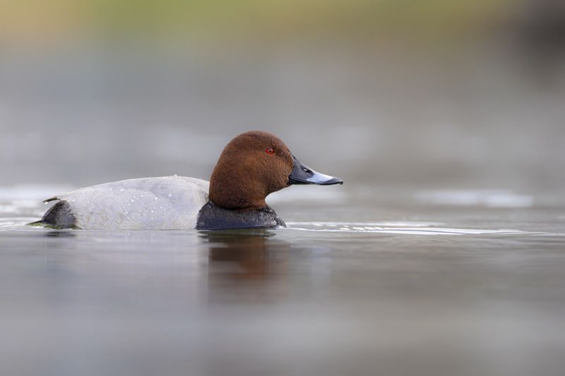 красноголовый нырок, птицы, утка Красноголовый нырокphoto preview