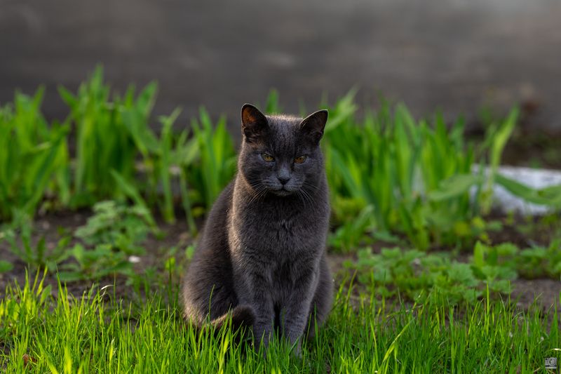 Дворовый котphoto preview