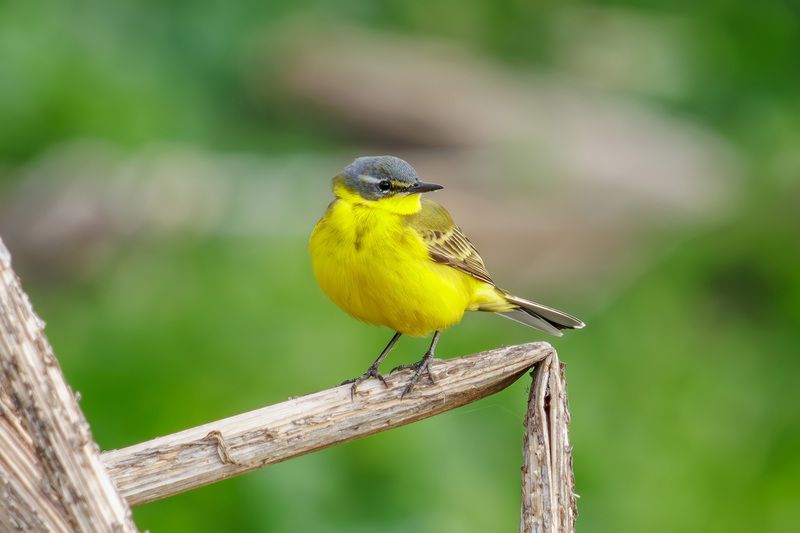 желтая трясогузка, трясогузка Желтая трясогузкаphoto preview